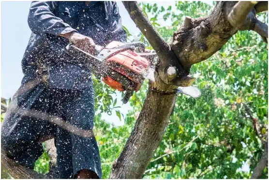 tree services Stockbridge